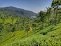 A lush green tea plantation with terraced fields and a mountain in the background.