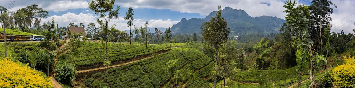 Panorama of Tea Plantations and mountains at Nuwara Eliya, Sri Lanka