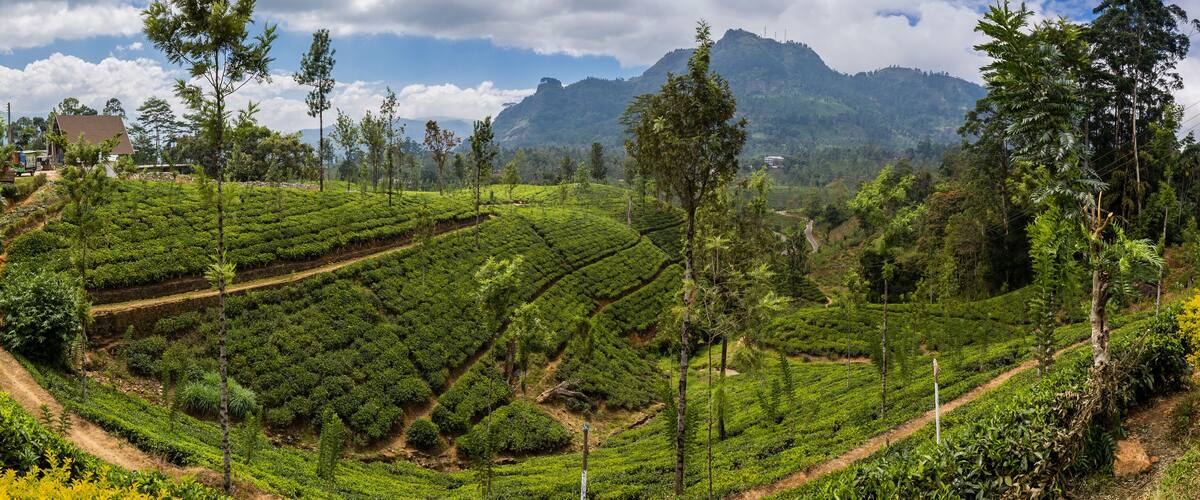 Panorama of Tea Plantations and mountains at Nuwara Eliya, Sri Lanka