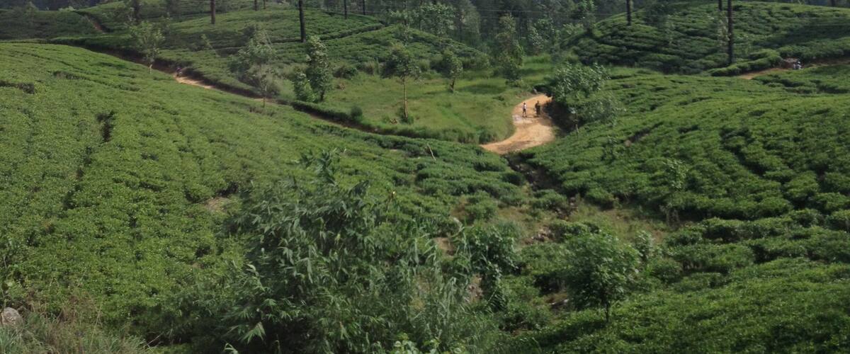 A beautiful train journey through the rolling hills of Sri Lanka's enormous tea plantations. I took this train ride from Nuwara Eliya to Ella which took about 3 hours, and less than 300 rupees- third class is worth the mild discomfort for the people you meet. And Ella is definitely worth a trip- stunning views and hikes up to Ella Rock and Little Adams Peak.