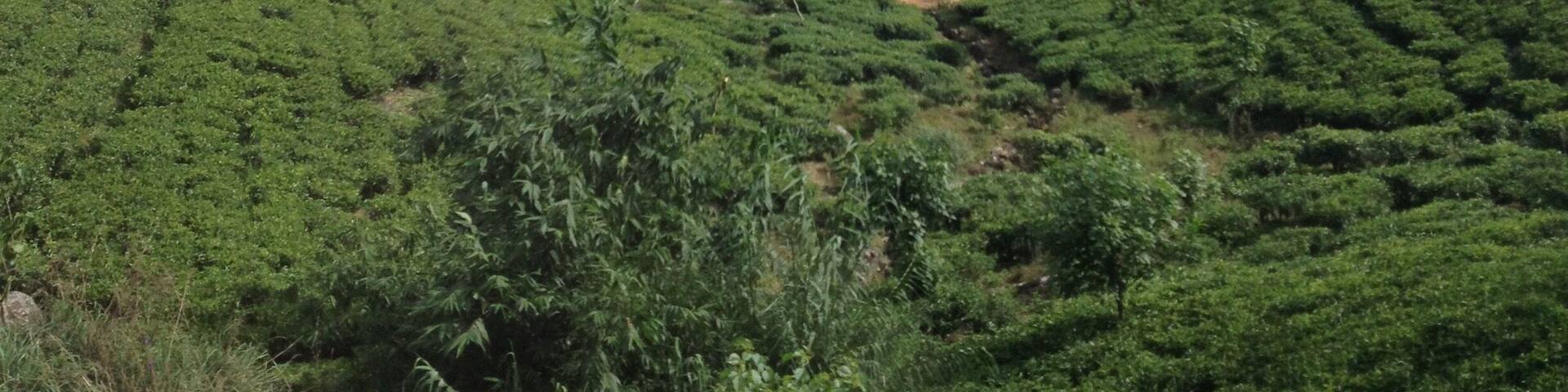 A beautiful train journey through the rolling hills of Sri Lanka's enormous tea plantations. I took this train ride from Nuwara Eliya to Ella which took about 3 hours, and less than 300 rupees- third class is worth the mild discomfort for the people you meet. And Ella is definitely worth a trip- stunning views and hikes up to Ella Rock and Little Adams Peak.