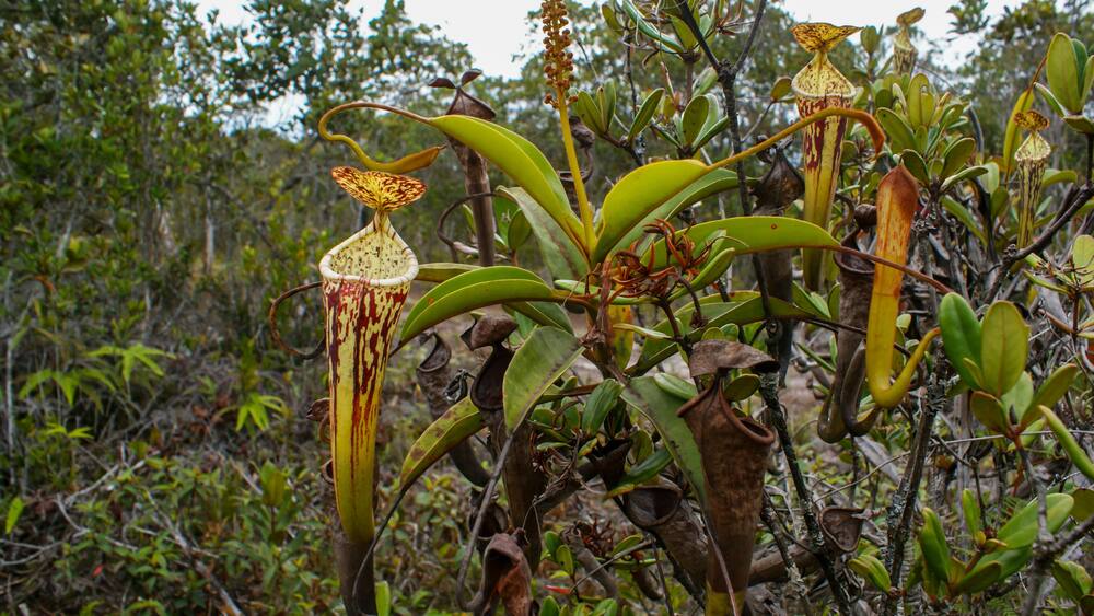 Carnivorous pitcher plant (Nepenthes stenophylla), pitchers and flower, Sarawak, Borneo, Malaysia