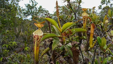 Carnivorous pitcher plant (Nepenthes stenophylla), pitchers and flower, Sarawak, Borneo, Malaysia