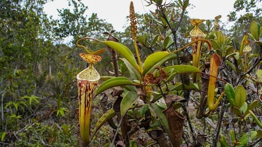 Carnivorous pitcher plant (Nepenthes stenophylla), pitchers and flower, Sarawak, Borneo, Malaysia