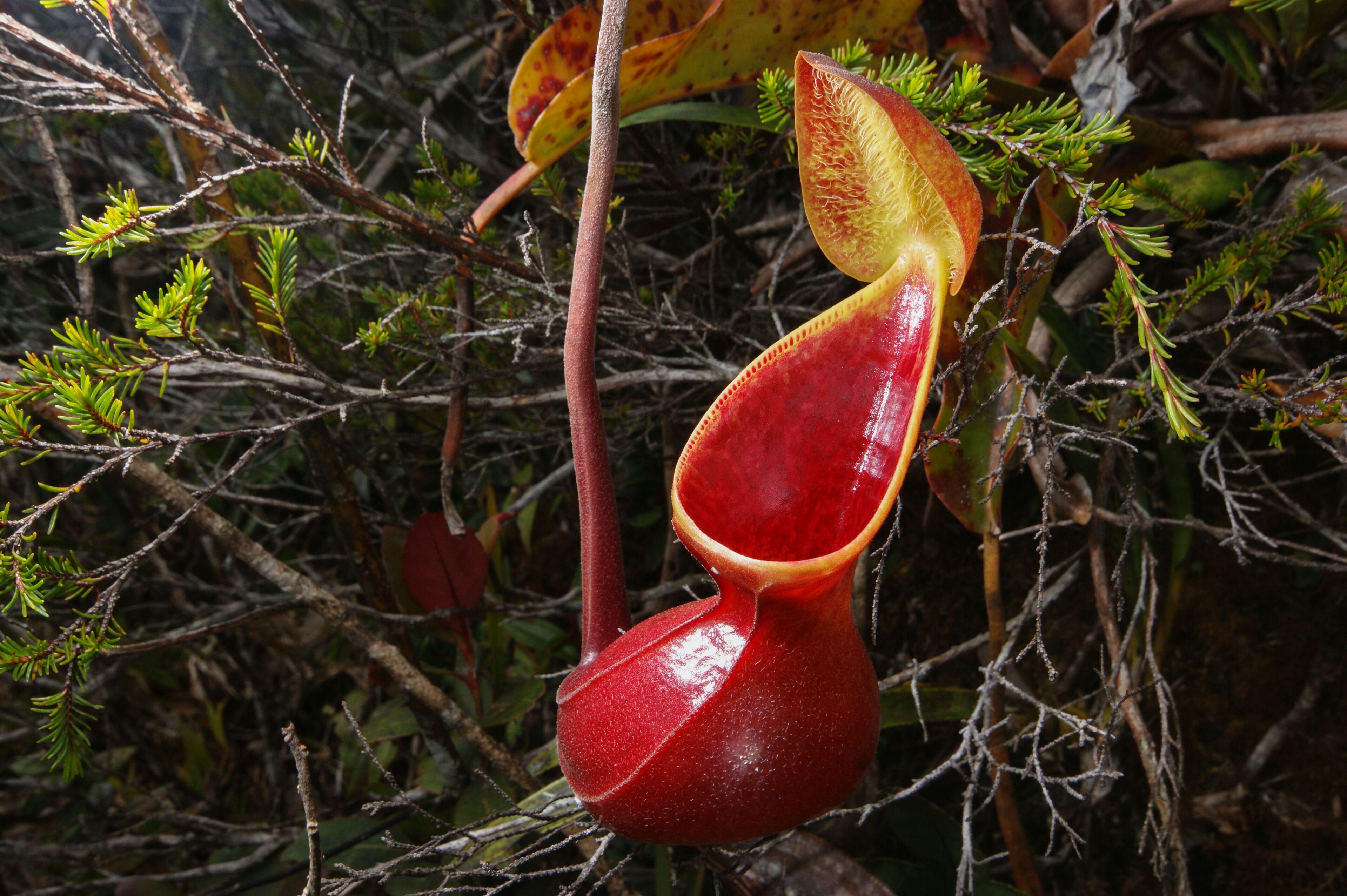 Young red pitcher of the carnivorous pitcher plant Nepenthes lowii, Borneo, Malaysia