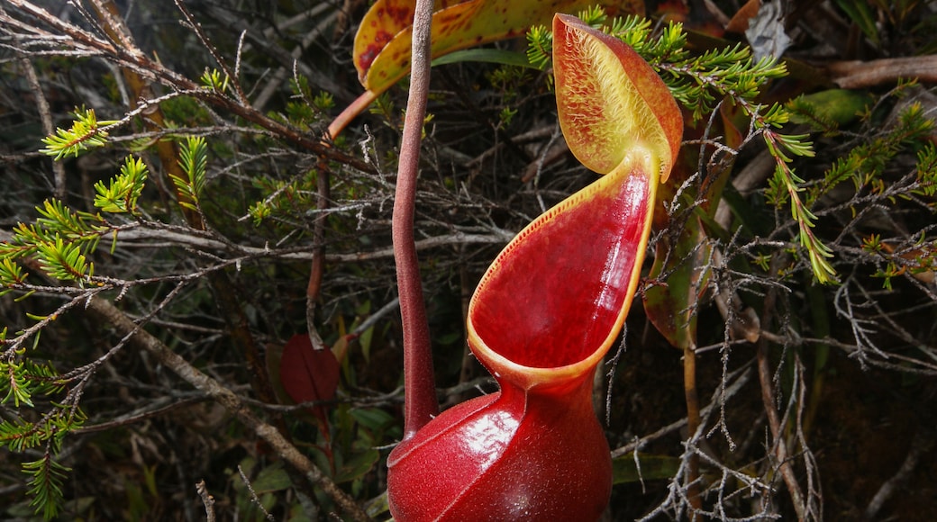 Young red pitcher of the carnivorous pitcher plant Nepenthes lowii, Borneo, Malaysia