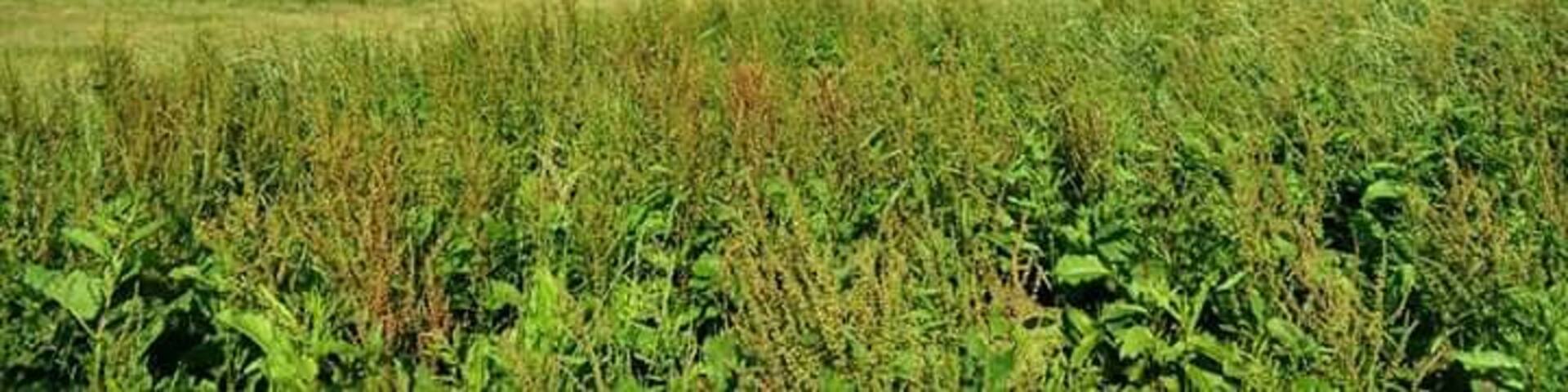 The fantastic rainbow