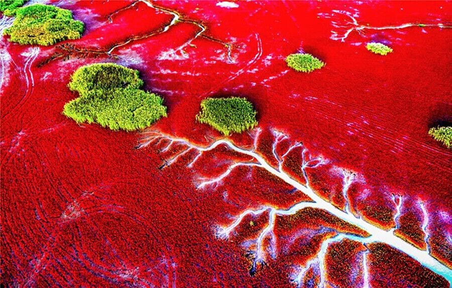 #RedBeach in Panjin,is famous for its landscape featuring the red plant and based the biggest wetland in the world.

https://twitter.com/Beautifulgx 
