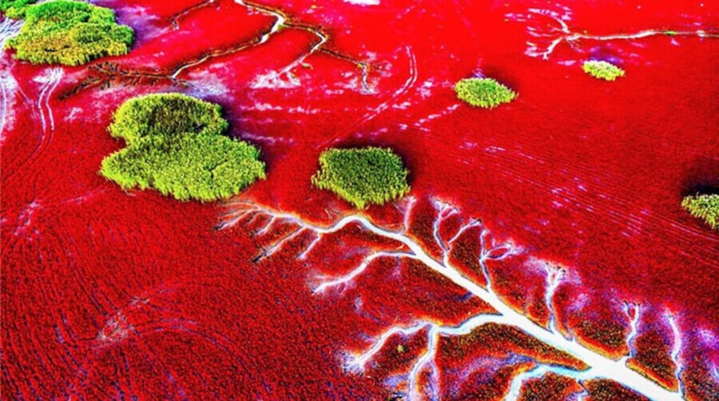 #RedBeach in Panjin,is famous for its landscape featuring the red plant and based the biggest wetland in the world.
https://twitter.com/Beautifulgx