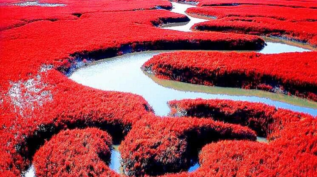 #RedBeach in Panjin,is famous for its landscape featuring the red plant and based the biggest wetland in the world.
https://twitter.com/Beautifulgx