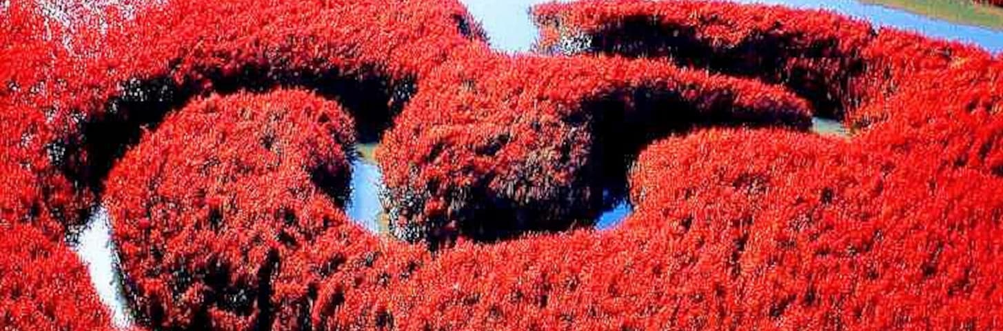 #RedBeach in Panjin,is famous for its landscape featuring the red plant and based the biggest wetland in the world.
https://twitter.com/Beautifulgx