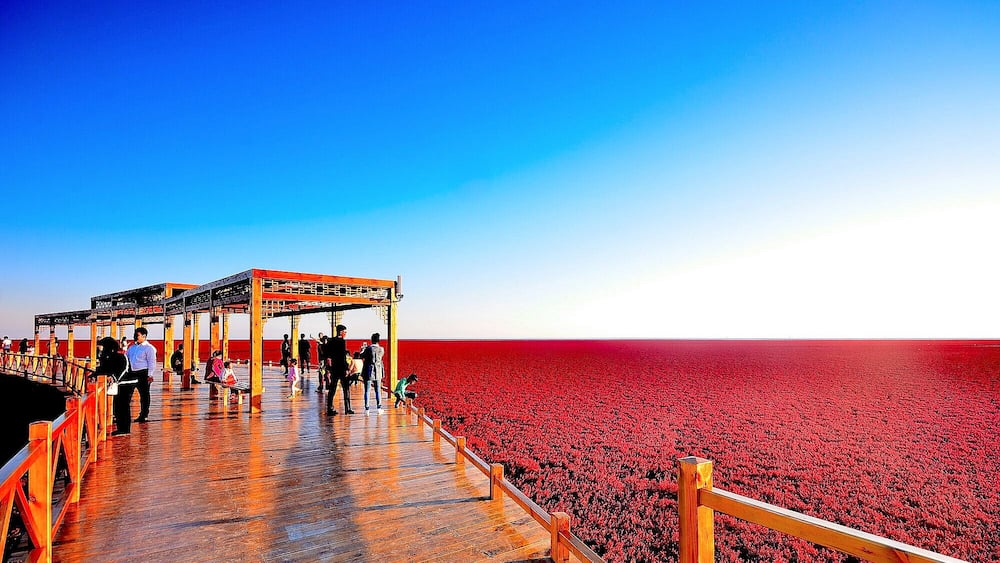 A wooden pier extending over a vast field of red flowers under a clear blue sky.