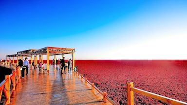 #RedBeach in Panjin,is famous for its landscape featuring the red plant and based the biggest wetland in the world.
https://twitter.com/Beautifulgx