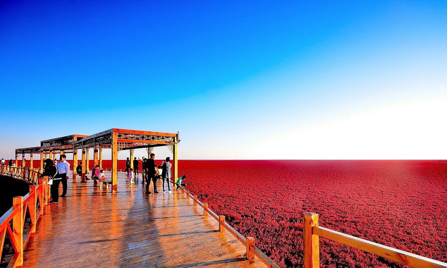 #RedBeach in Panjin,is famous for its landscape featuring the red plant and based the biggest wetland in the world.
https://twitter.com/Beautifulgx