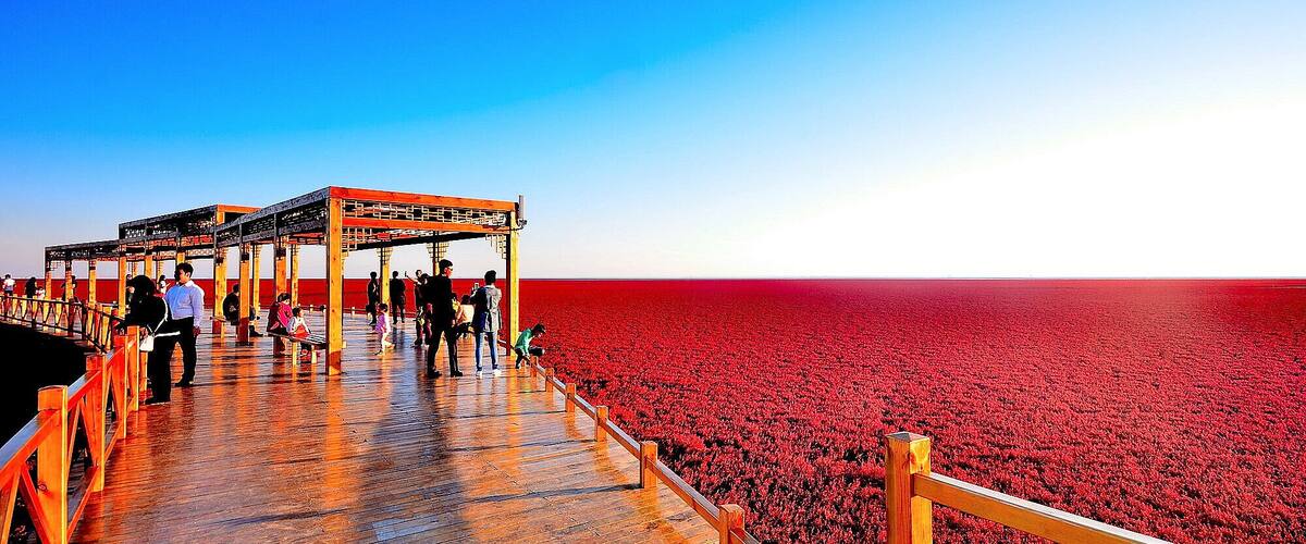 A wooden pier extending over a vast field of red flowers under a clear blue sky.