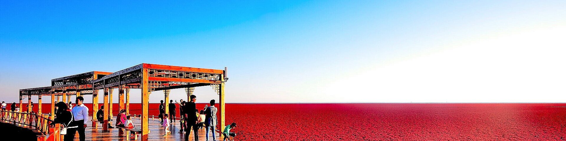 A wooden pier extending over a vast field of red flowers under a clear blue sky.