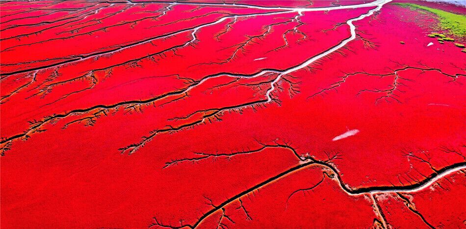 #RedBeach in Panjin,is famous for its landscape featuring the red plant and based the biggest wetland in the world.

https://twitter.com/Beautifulgx 
