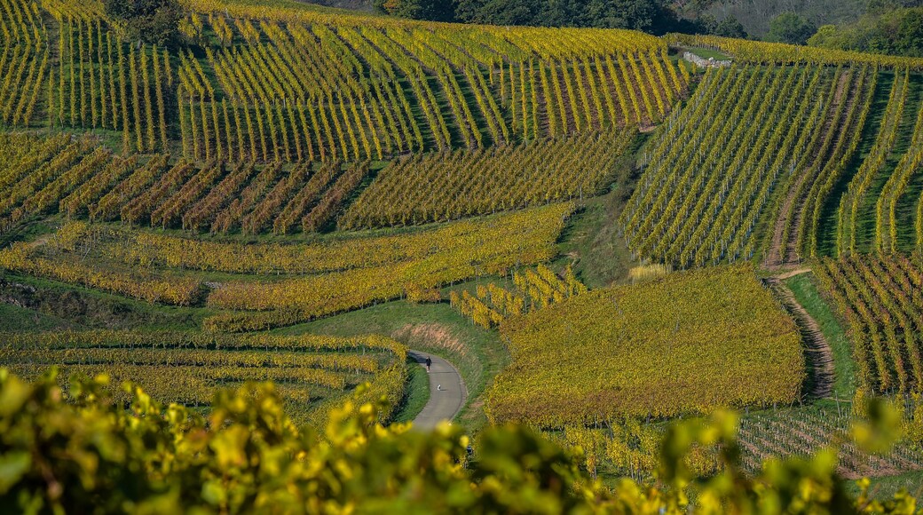 Alsace Vineyards, in autumn, France
