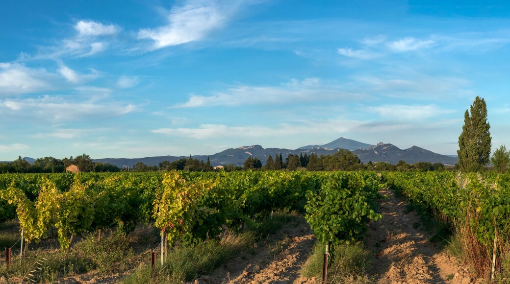 科伦比耶索尼尤