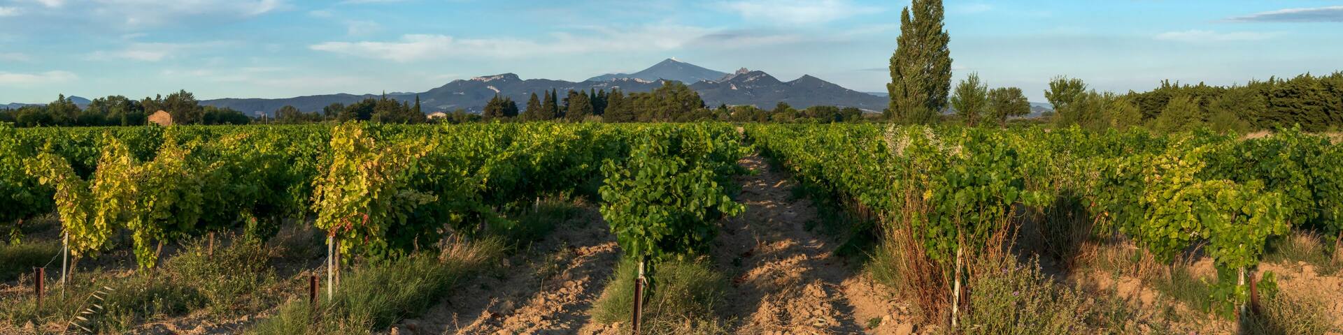 Grape Vines In Vineyard With Mont Ventoux In Background at golden hour, sunset light in Provence, southern France