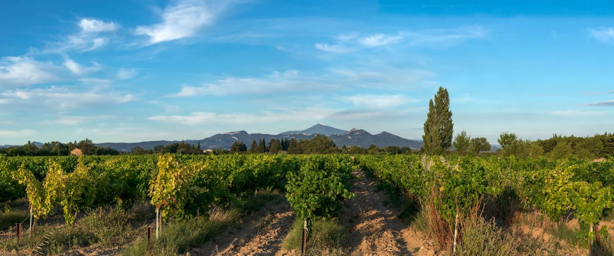 A vineyard with rows of grapevines, a tall tree, and mountains in the background.