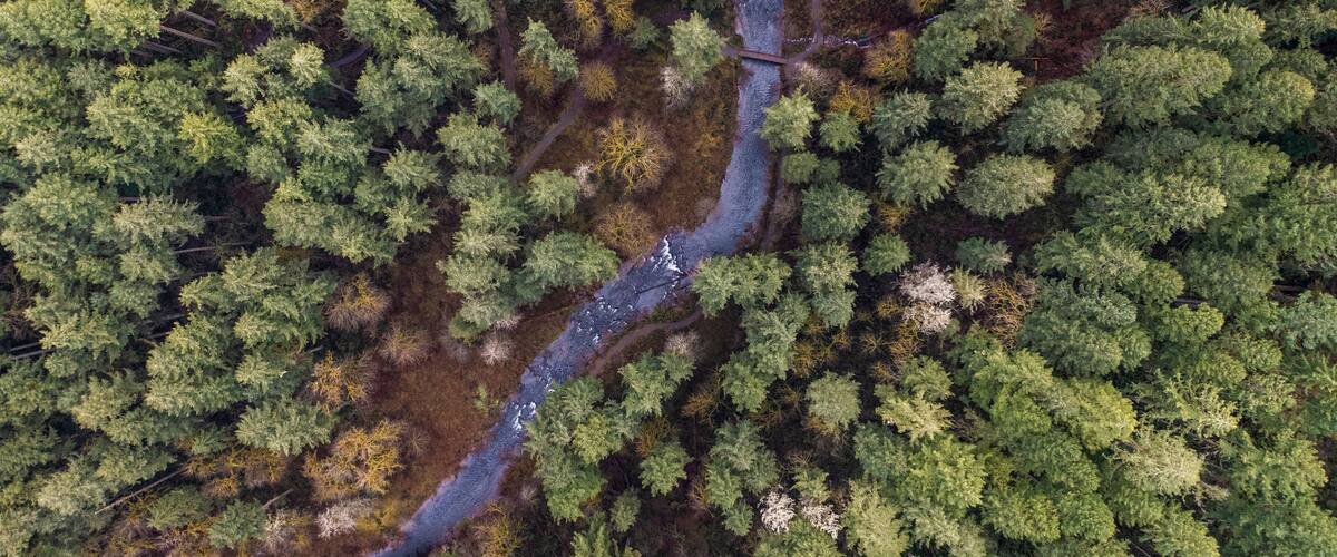An aerial view of a dense forest with a winding river.