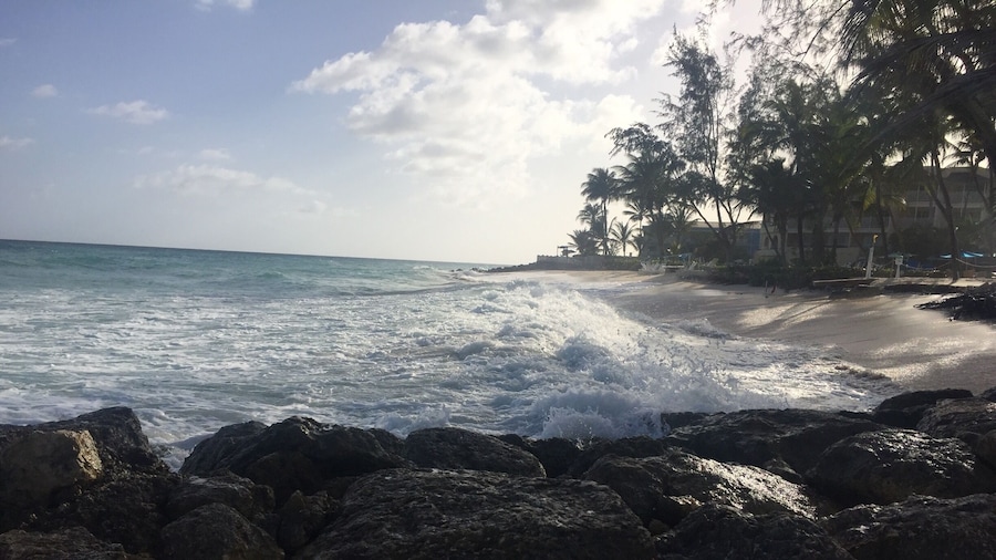 #barbados #sea #palmtrees #caribbean