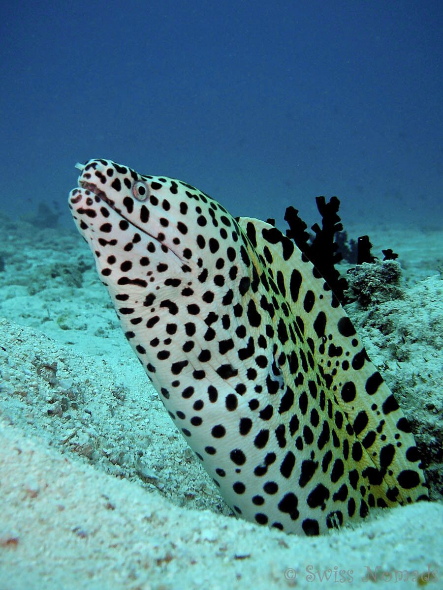 The Komandoo House Reef

The Komandoo House Reef is an easy divesite with maximum depth of around 18 metres. It's also perfect for snorkelling.
We have seen many intresting animals during our dives. 
For example this Honeycomb Moray, also known as laced moray, leopard moray or tesselate moray (Gymnothorax favagineus) .