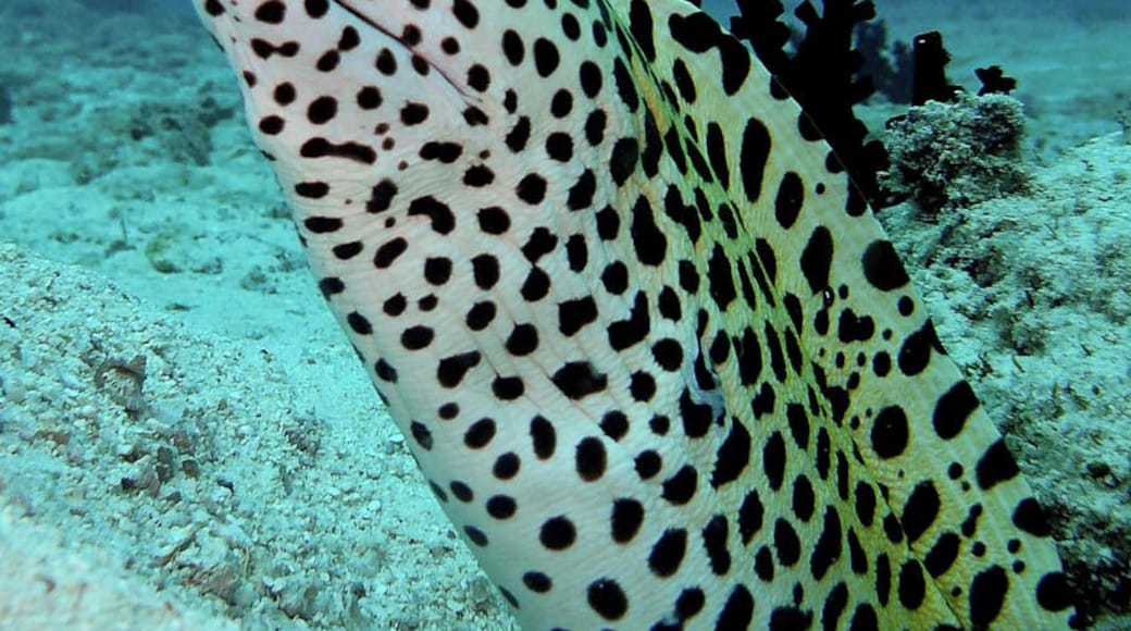 The Komandoo House Reef
The Komandoo House Reef is an easy divesite with maximum depth of around 18 metres. It's also perfect for snorkelling.
We have seen many intresting animals during our dives.
For example this Honeycomb Moray, also known as laced moray, leopard moray or tesselate moray (Gymnothorax favagineus) .