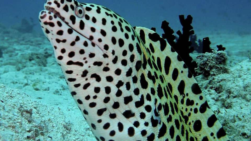 A spotted fish resting on the ocean floor.