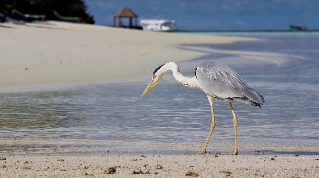 Heron hunting at the beack on Komandoo
Amazing how patient the herons are while hunting for fish.
Komandoo is the tiny little island in the Maldives we lived and worked for two years.
If you like to read, what we did on a day off on this little gem: http://www.swissnomads.com/2013/08/day-off-komandoo-island-resort-maldives/
#beach