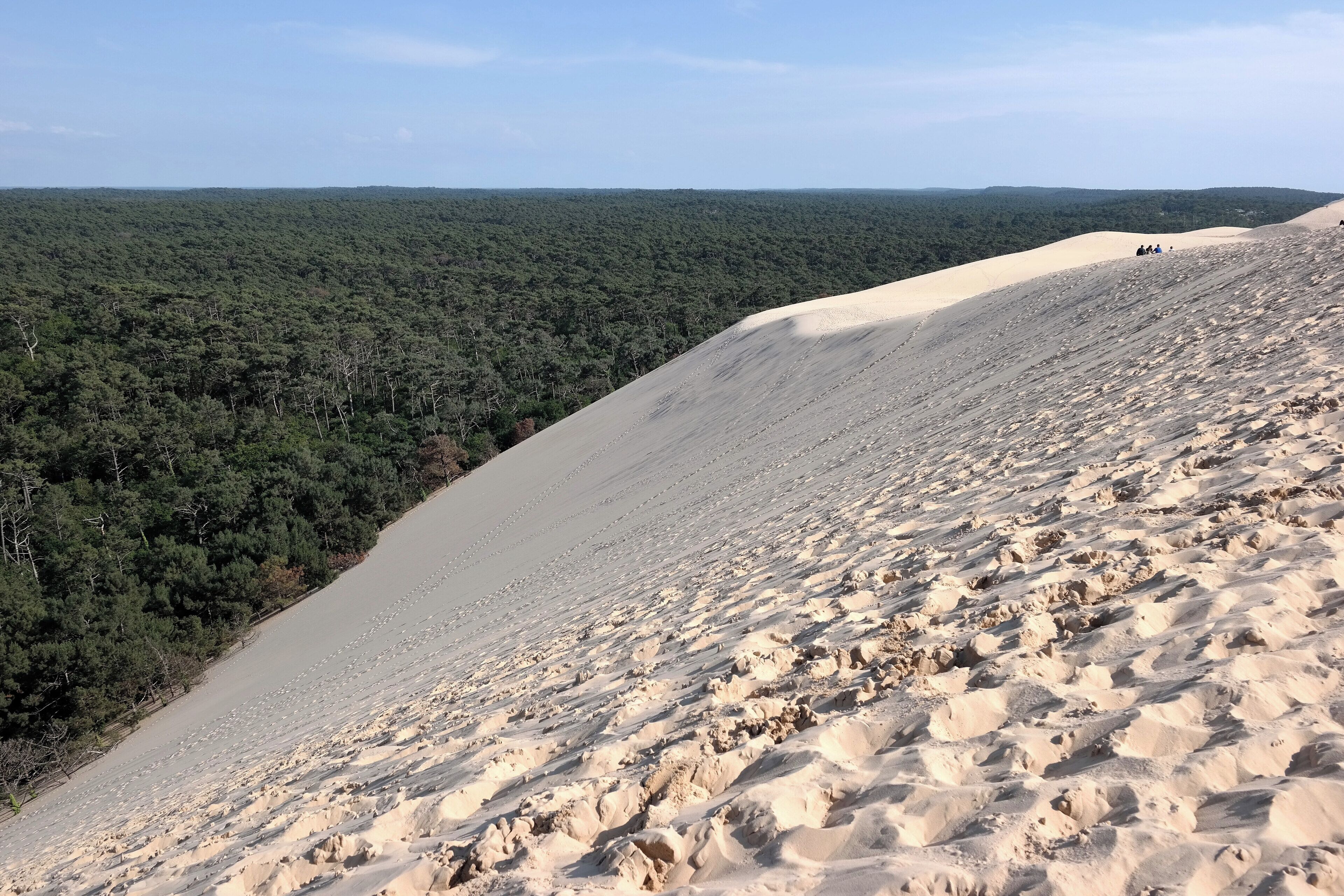 A sandy dune landscape with a forested background.