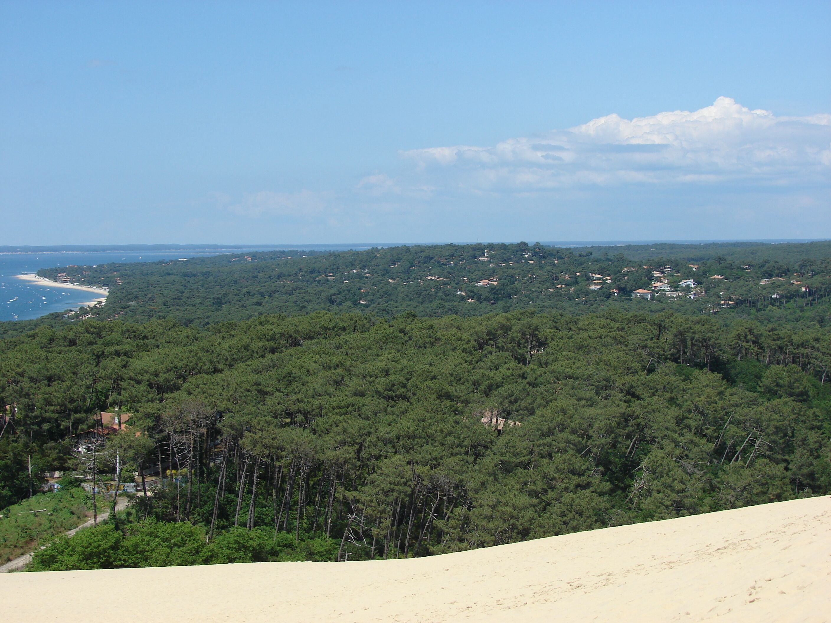 The Forest; Dune du Pyla