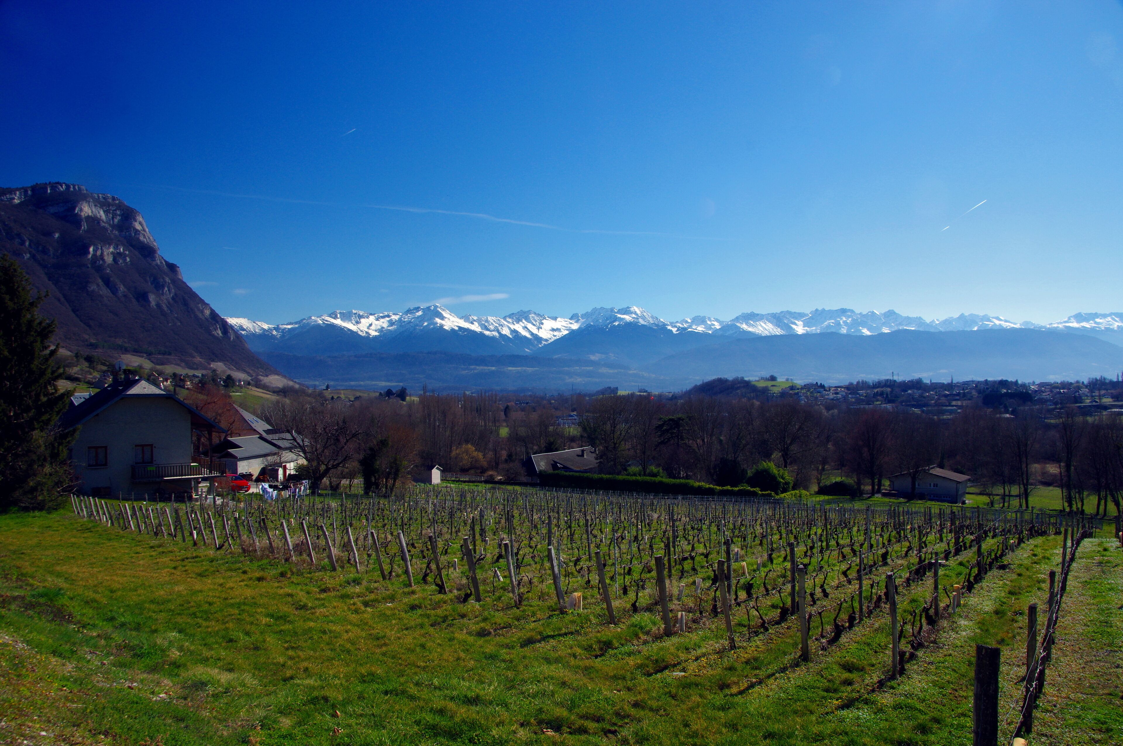 A vineyard with rows of grapevines, a white house, and snow-capped mountains in the background.