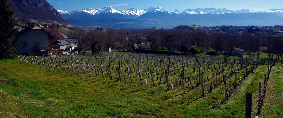 A vineyard with rows of grapevines, a white house, and snow-capped mountains in the background.