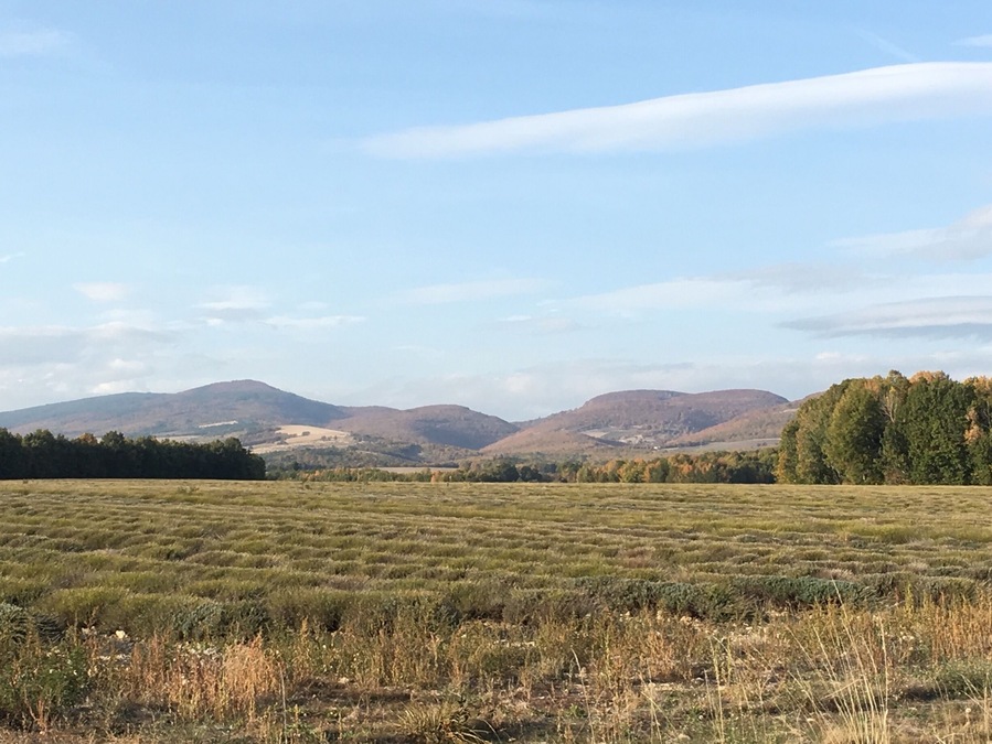 Lavander fields are not as pretty once harvested (typically mid July), still Provence is always beautiful.