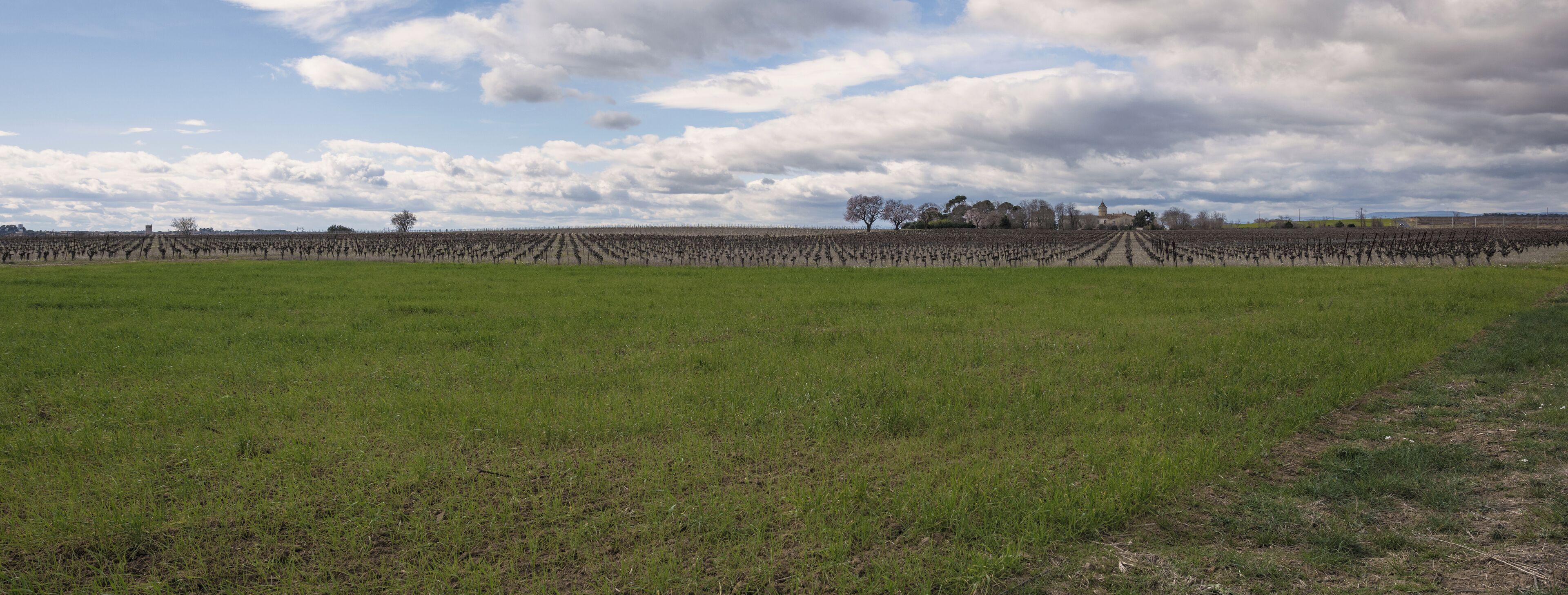 A vineyard with rows of grapevines under a cloudy sky.