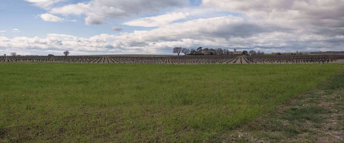 A vineyard with rows of grapevines under a cloudy sky.