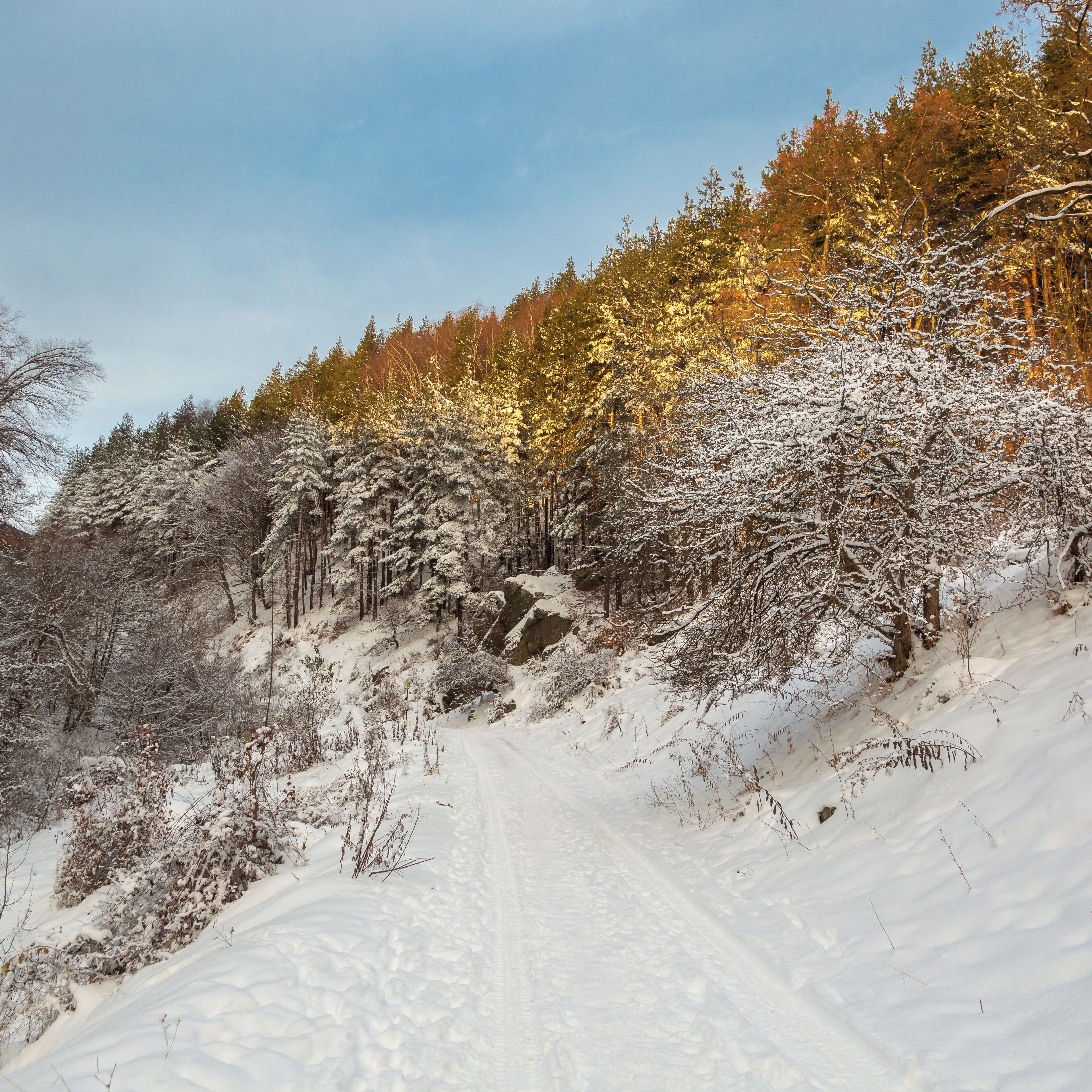 Follow the Mountain track from the village walk the numerous paths, through Vitosha to the summit of Aleko