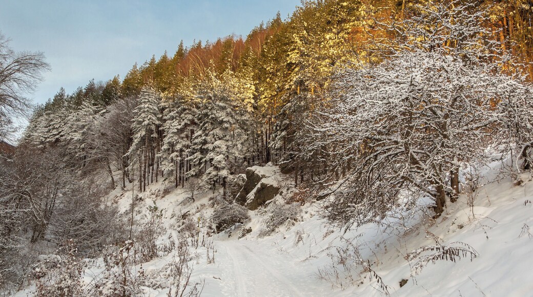 Follow the Mountain track from the village walk the numerous paths, through Vitosha to the summit of Aleko