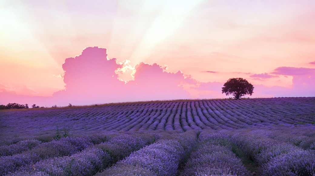 Thank you @ayan.cosmetics for this beautiful field!