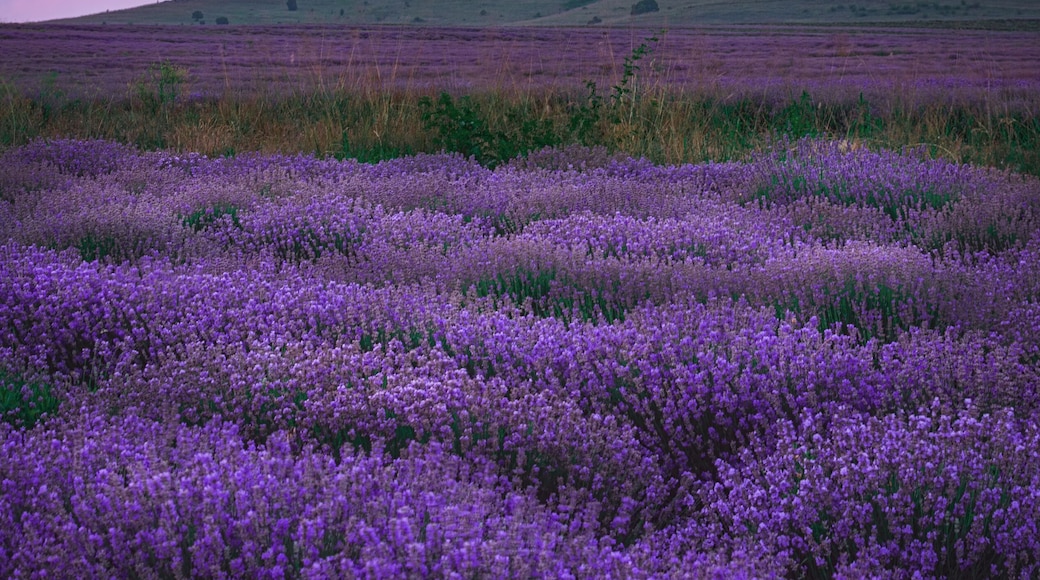 Definitely one of the best sunsets this year on the best location! 💜