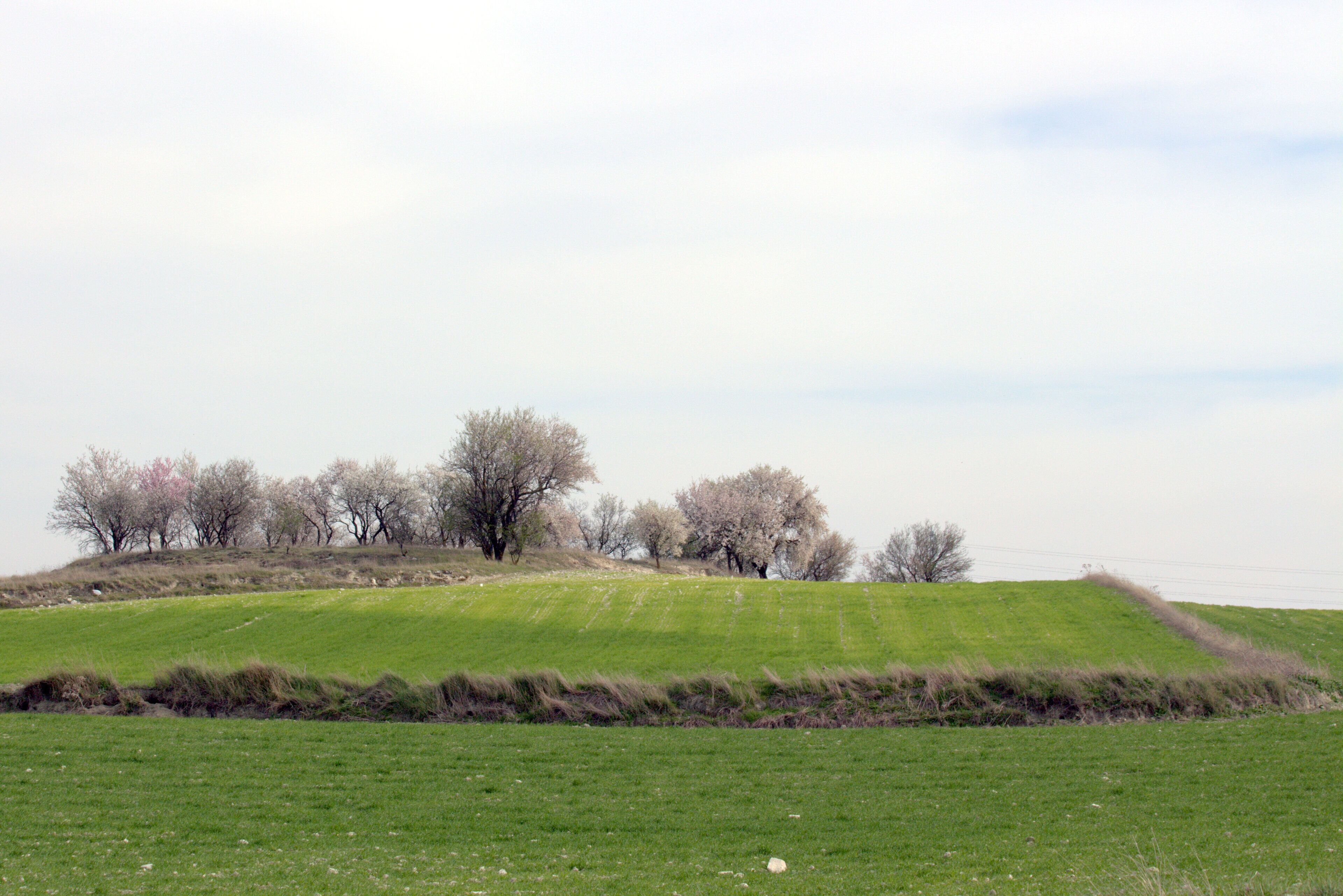 un montículo coronado con almendros
