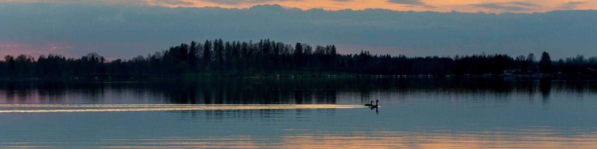 Birds floating in calm lake after sunset