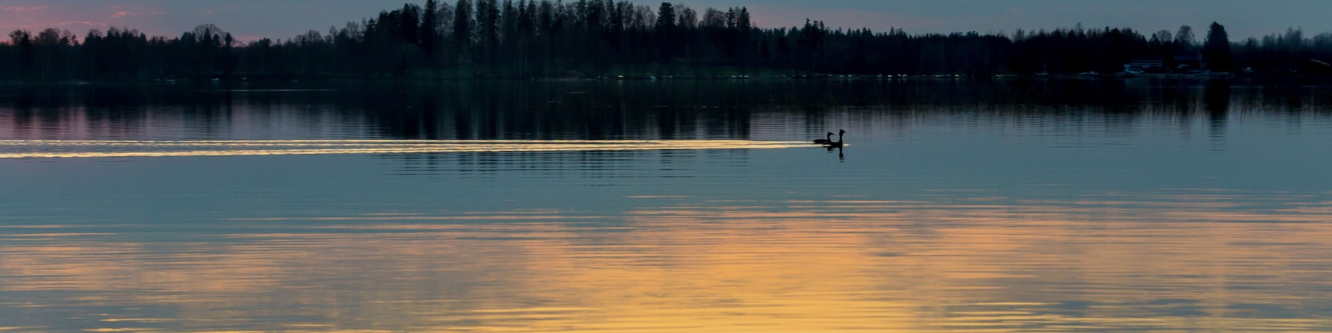 Birds floating in calm lake after sunset