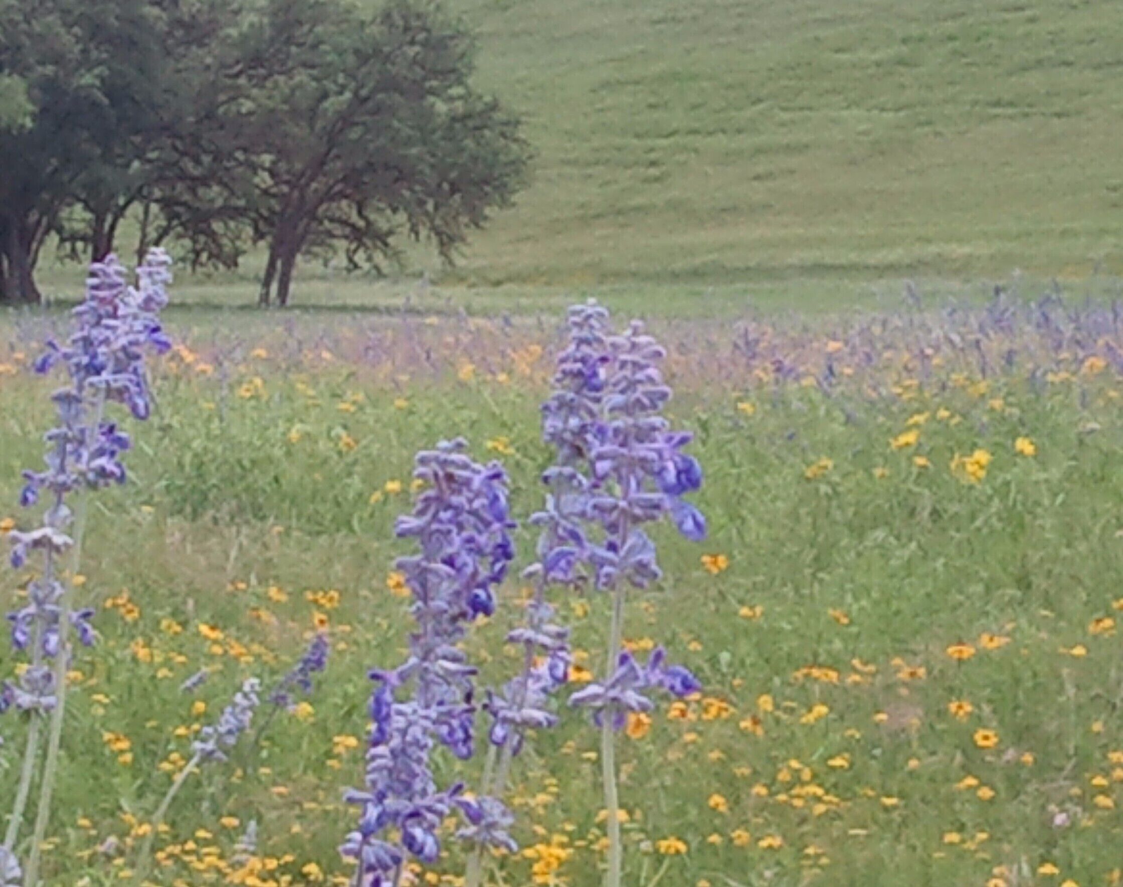 Wild flowers of the Texas Hill Country, every turn in the road is a picture!