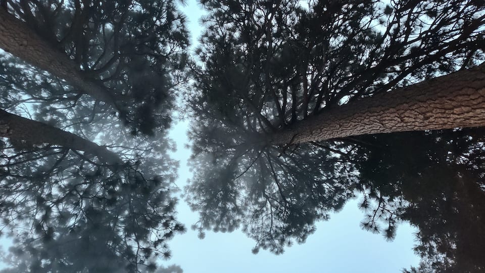 A view of tall trees with a clear sky.