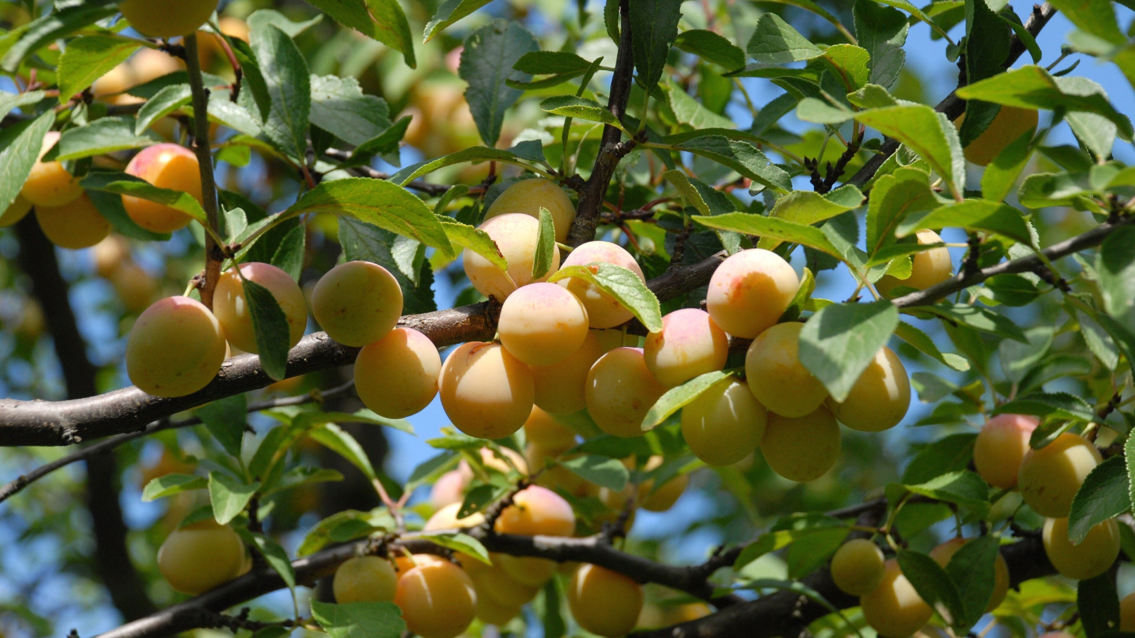 Auch - Gers som viser mat