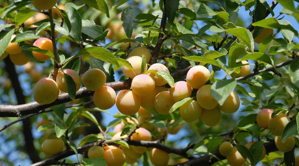 Auch - Gers som viser mat