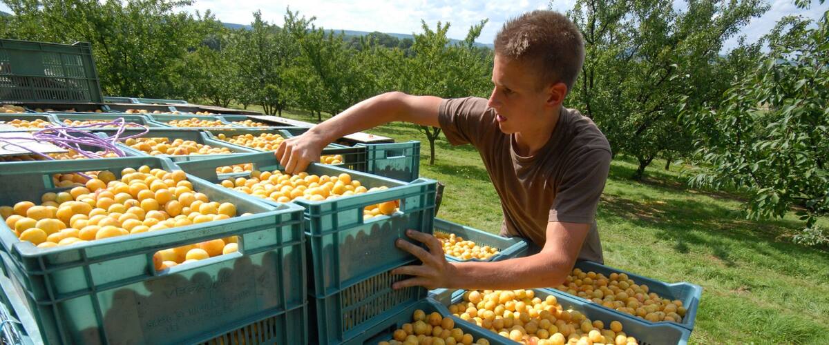 Auch - Gers mettant en vedette nourriture et ferme aussi bien que homme